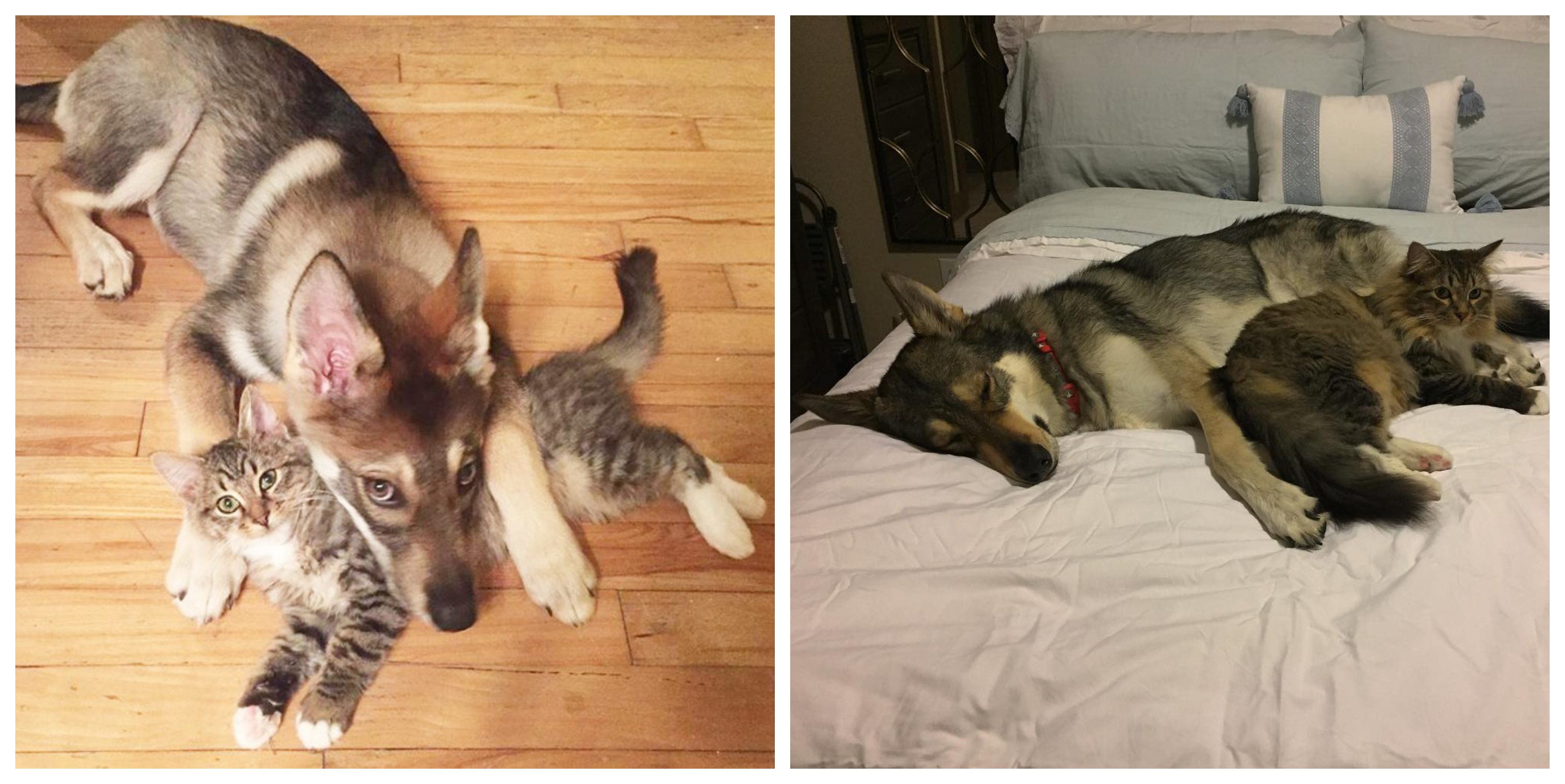 Husky chose his own kitten from the shelter to bring home My New Hugo